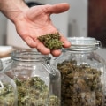 The Ultimate Guide to Storing Cannabis Seeds in the UK