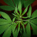 7 Common Mistakes to Avoid When Growing Cannabis Seeds in the UK