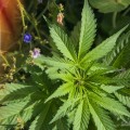 Exploring the Restrictions on Using Cannabis Seeds for Medical Purposes in the UK
