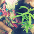Everything You Need to Know About Importing Cannabis Seeds to the UK