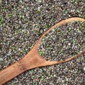 Everything You Need to Know About Buying Cannabis Seeds in the UK
