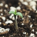 Germinating Cannabis Seeds in the UK: Requirements and Tips for Success