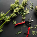Harvesting Cannabis Seeds in the UK: A Comprehensive Guide