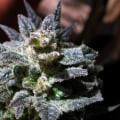 Growing Cannabis Seeds in the UK: Common Problems and Solutions