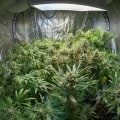 Where to Buy Autoflowering Cannabis Seeds in the UK