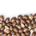 Shipping Cannabis Seeds in the UK: Requirements and Regulations