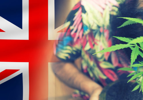 Age Restrictions on Buying Cannabis Seeds in the UK: What You Need to Know