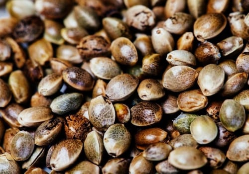 Exploring the Most Popular Cannabis Seeds in the UK