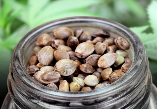 Storing Cannabis Seeds in the UK: Requirements and Guidelines for Safe Keeping