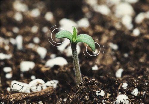 Germinating Cannabis Seeds in the UK: Requirements and Tips for Success