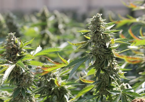 Growing Cannabis Seeds in the UK: A Comprehensive Guide