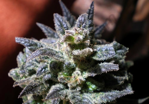 Growing Cannabis Seeds in the UK: Common Problems and Solutions