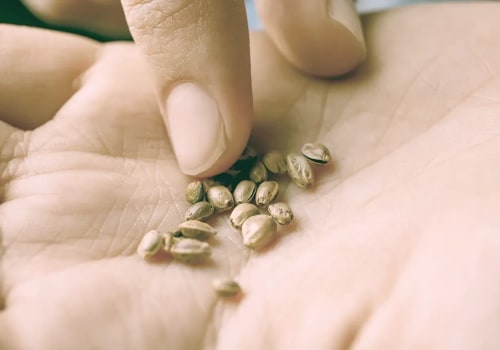 Weed Seeds UK: A Guide to Buying and Growing High-Quality Cannabis Seeds in Britain