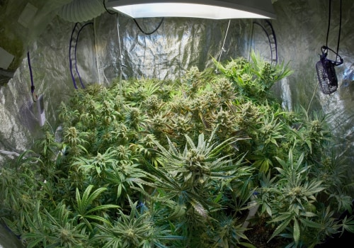 Where to Buy Autoflowering Cannabis Seeds in the UK
